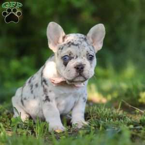 Peggy, French Bulldog Puppy
